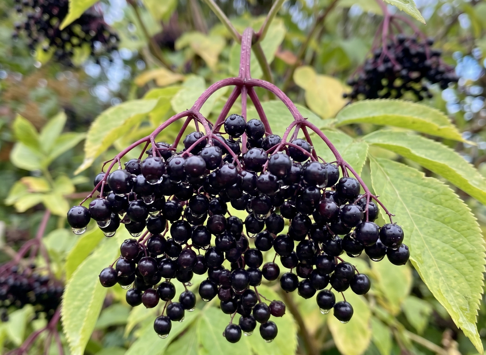 Elderberry for sale at Everview Farms Nursery