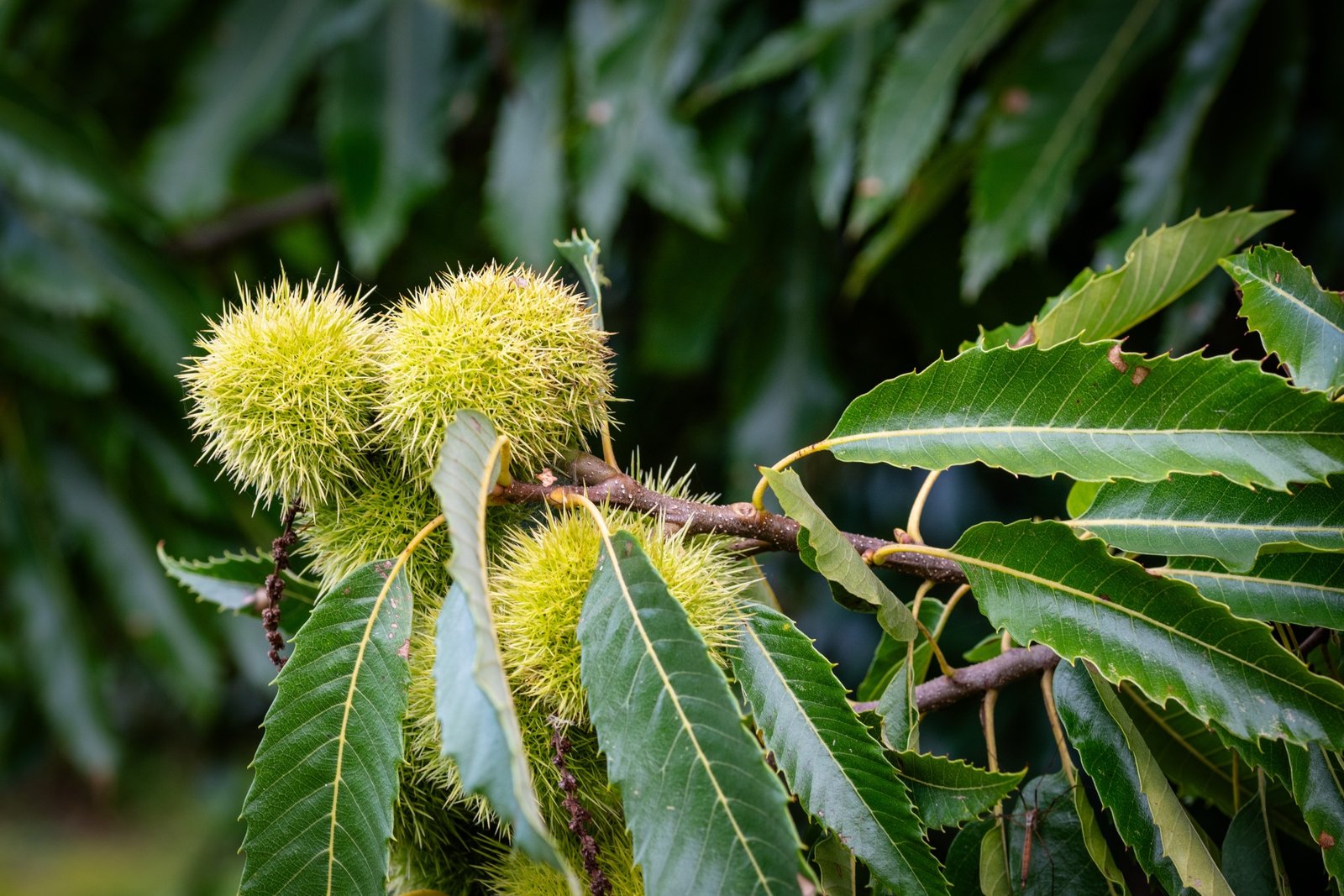 Nut Trees for sale at Everview Farms Nursery