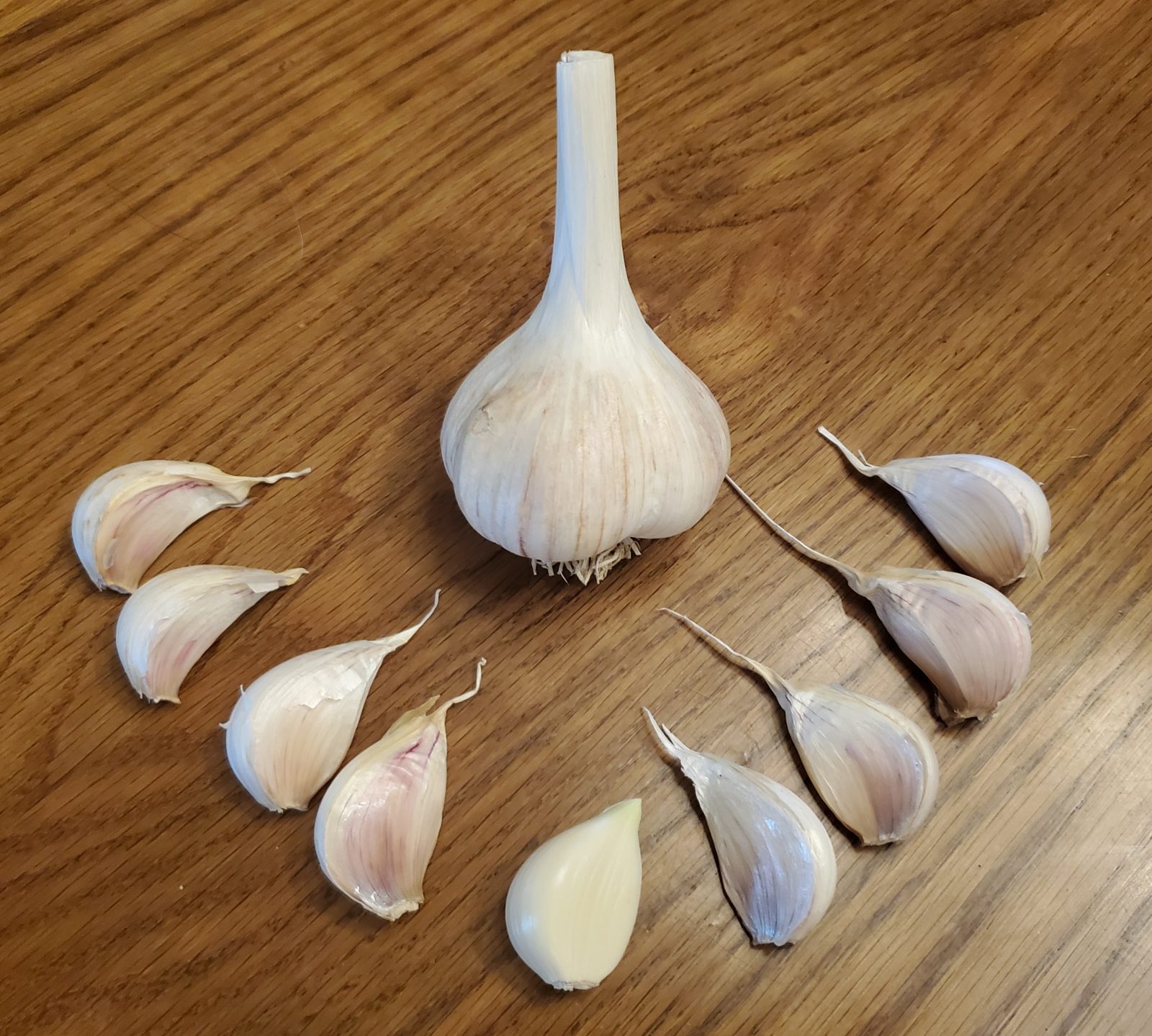 German Extra Hardy - Featured Seed Garlic
